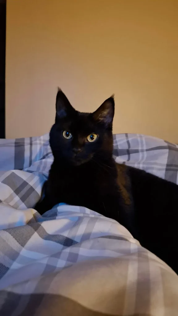 The Cat Who Conquered the Cardboard Kingdom