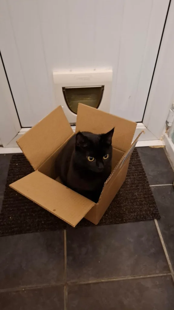 The Cat Who Conquered the Cardboard Kingdom