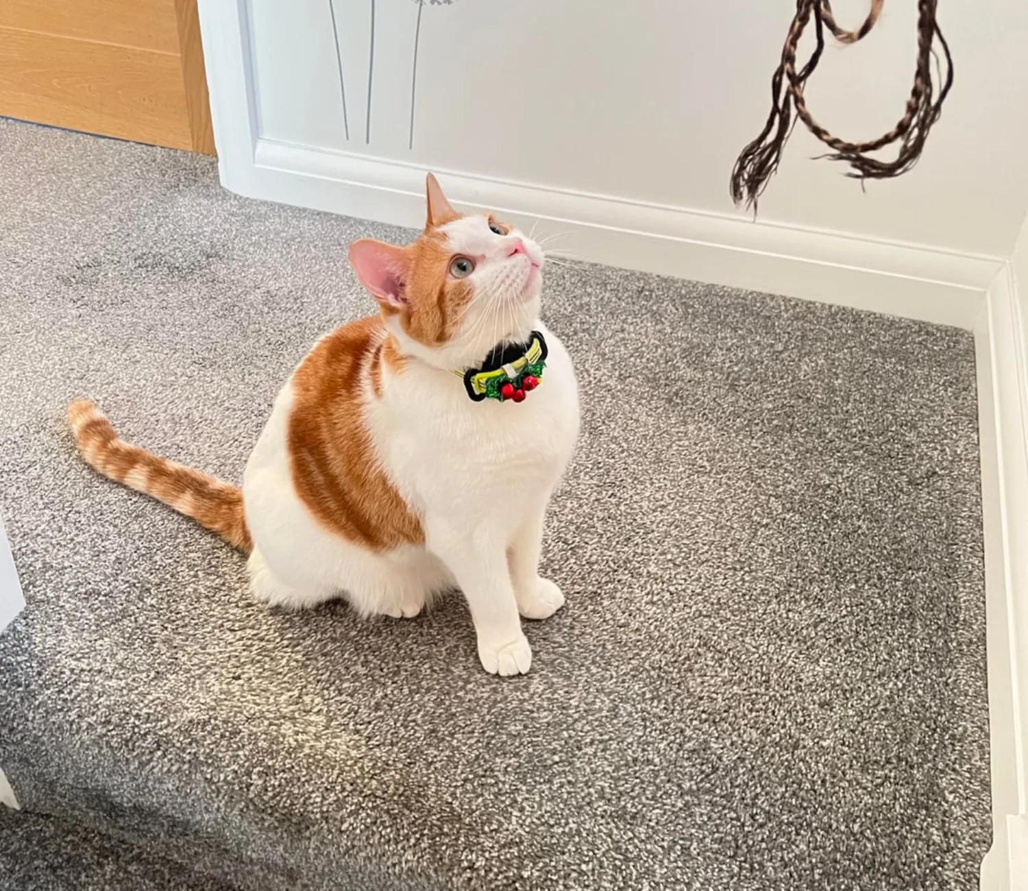 The Cat Who Conquered the Living Room Jungle