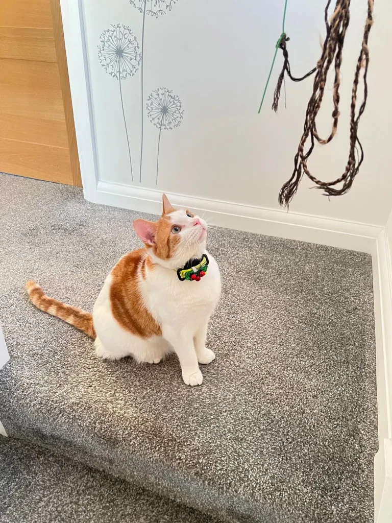 The Cat Who Conquered the Living Room Jungle