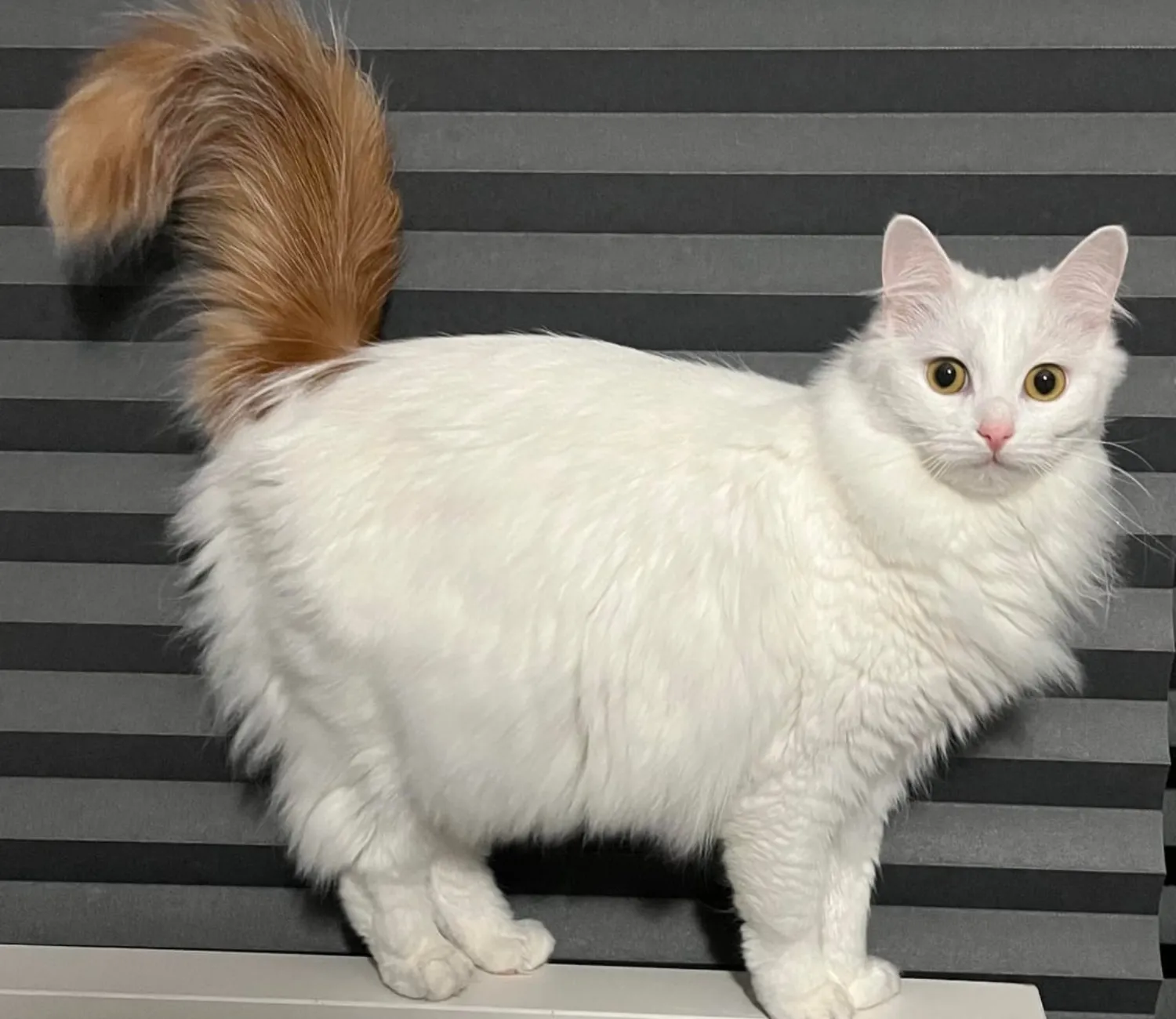 The Cat Who Dipped His Tail in Gold