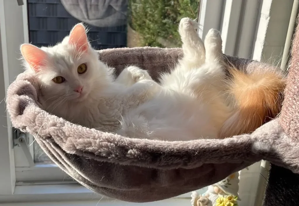 The Cat Who Dipped His Tail in Gold