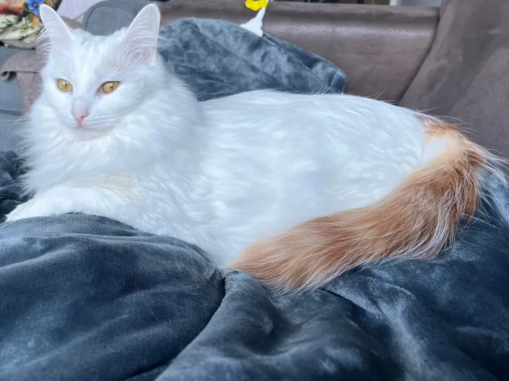 The Cat Who Dipped His Tail in Gold