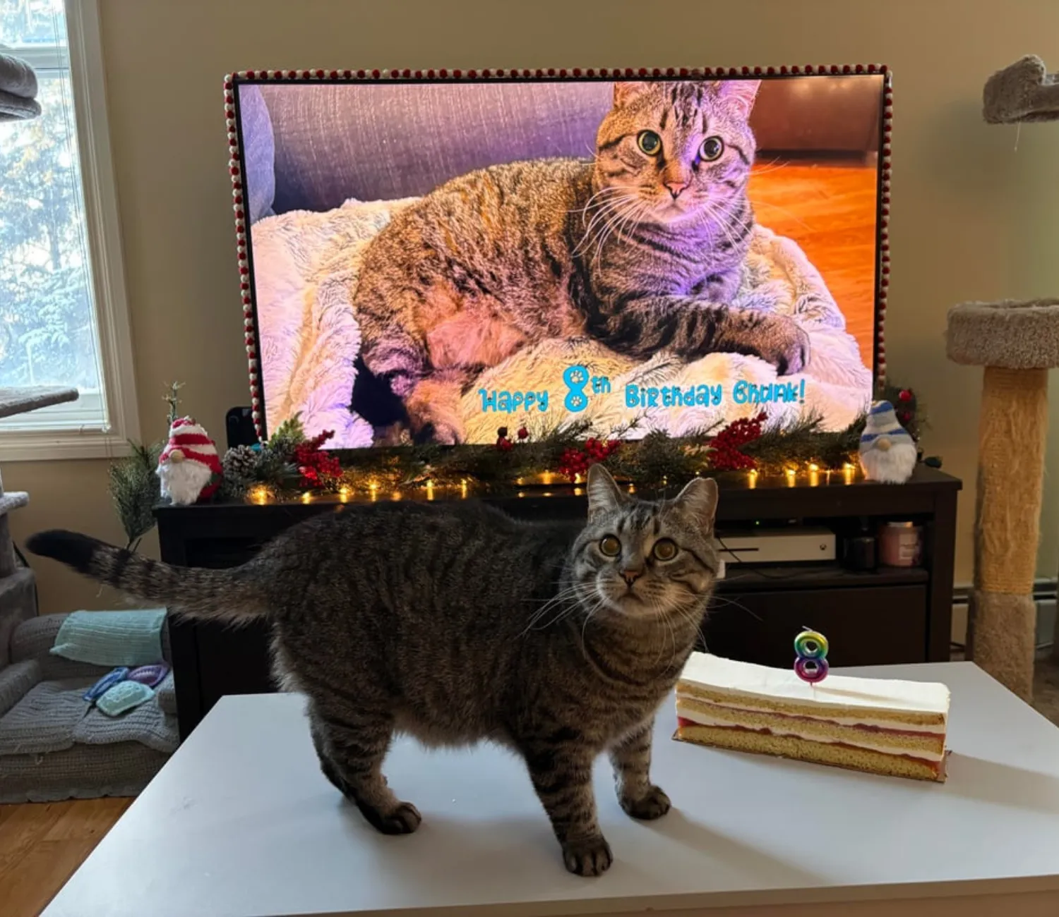 The Cat Who Met Himself, The Ballad of Chunk’s 8th Birthday