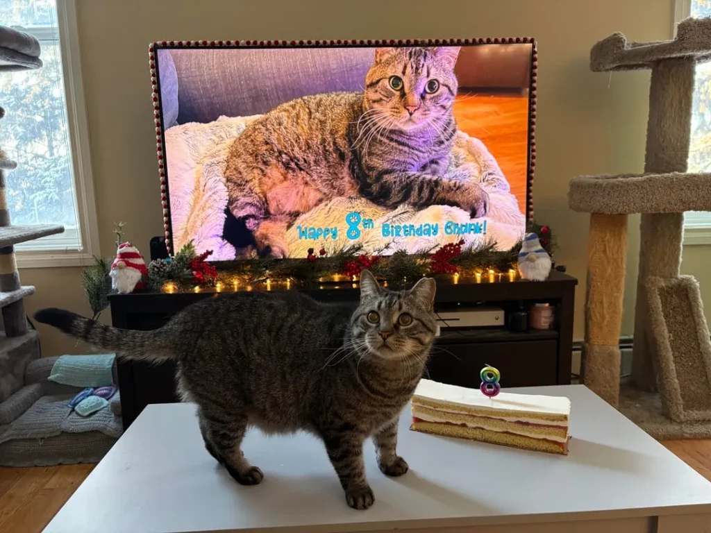 The Cat Who Met Himself, The Ballad of Chunk’s 8th Birthday