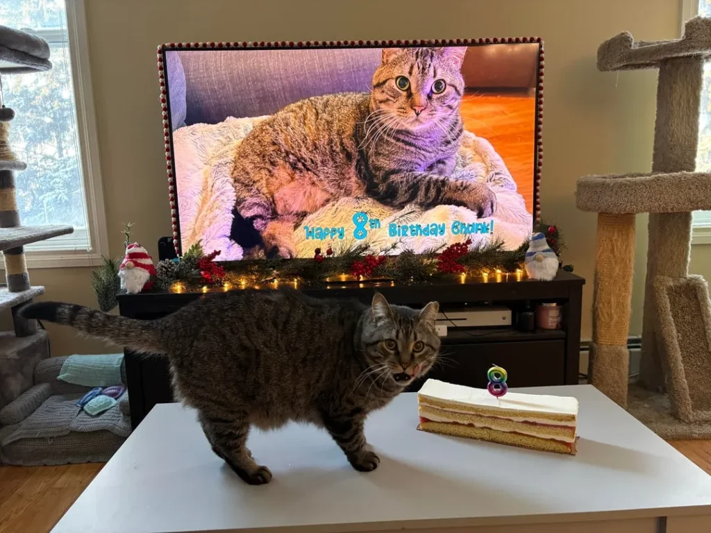 The Cat Who Met Himself, The Ballad of Chunk’s 8th Birthday