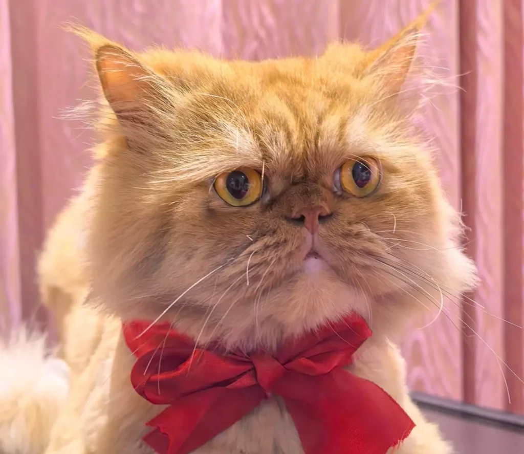 The Cat Who Tolerated Christmas