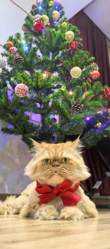The Cat Who Tolerated Christmas