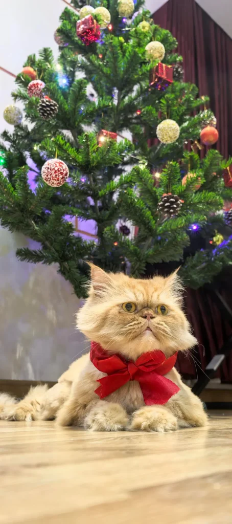 The Cat Who Tolerated Christmas