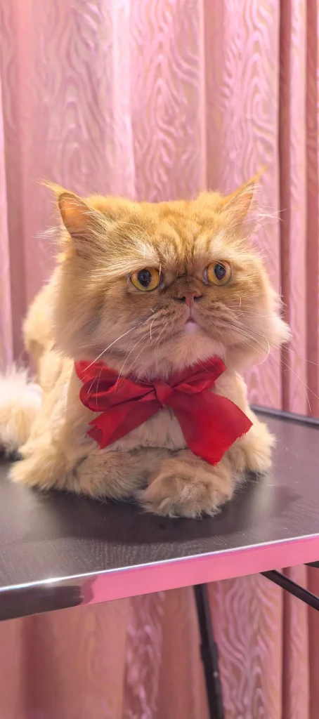 The Cat Who Tolerated Christmas