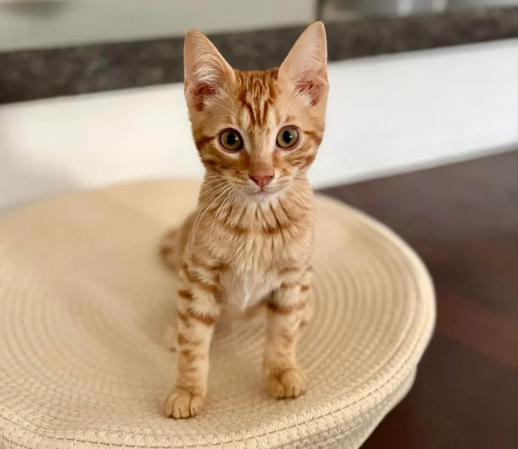 The Cat Who Was Secretly a Tiger