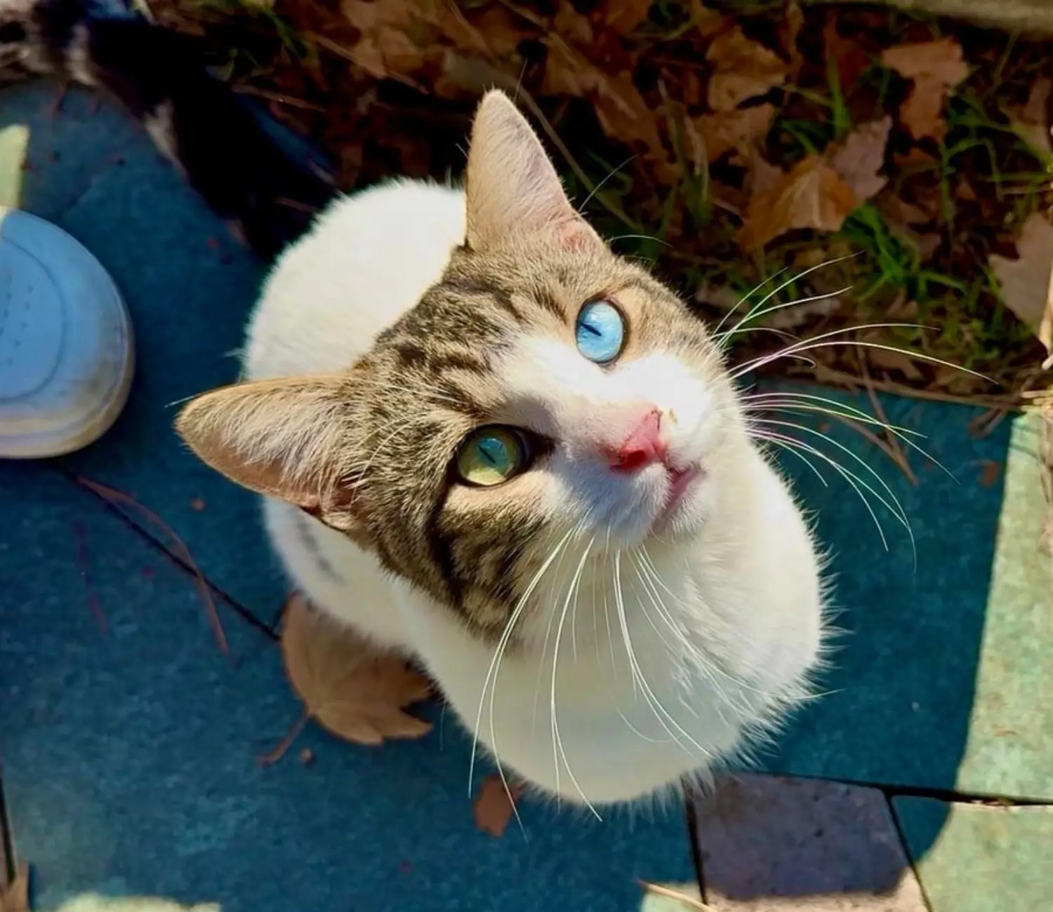The Cat With the Galaxy in His Eyes