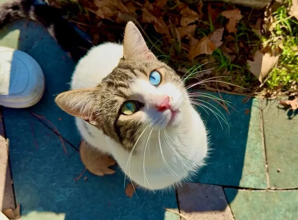 The Cat With the Galaxy in His Eyes
