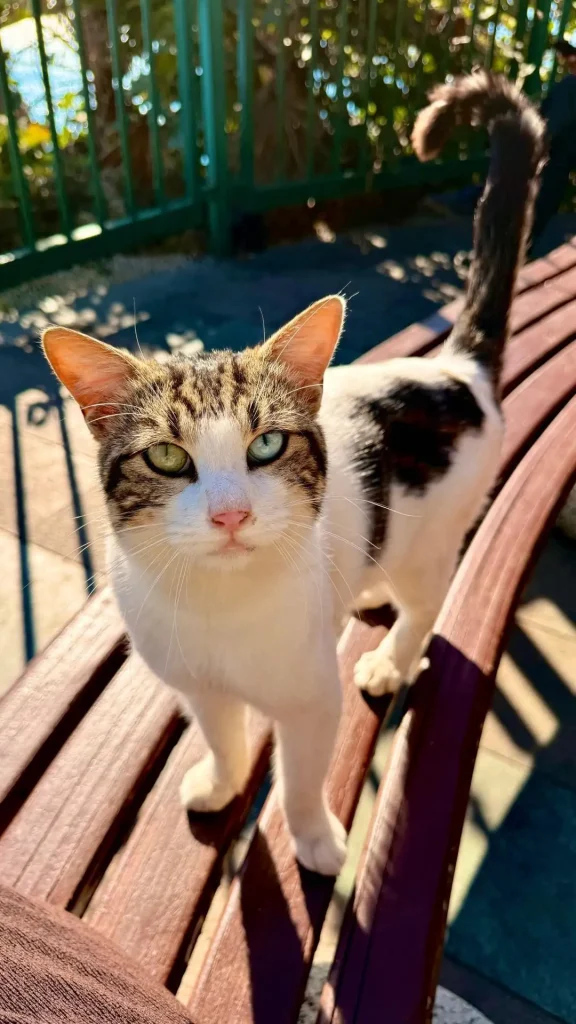 The Cat With the Galaxy in His Eyes