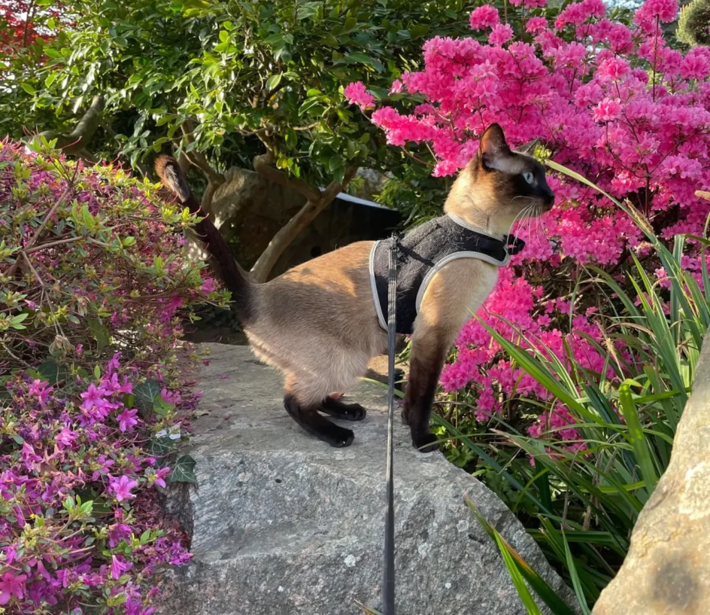 The Cat with Sapphire Eyes, A Tale of Sunlight and Adventure