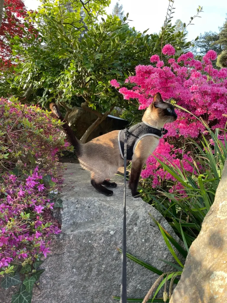 The Cat with Sapphire Eyes, A Tale of Sunlight and Adventure