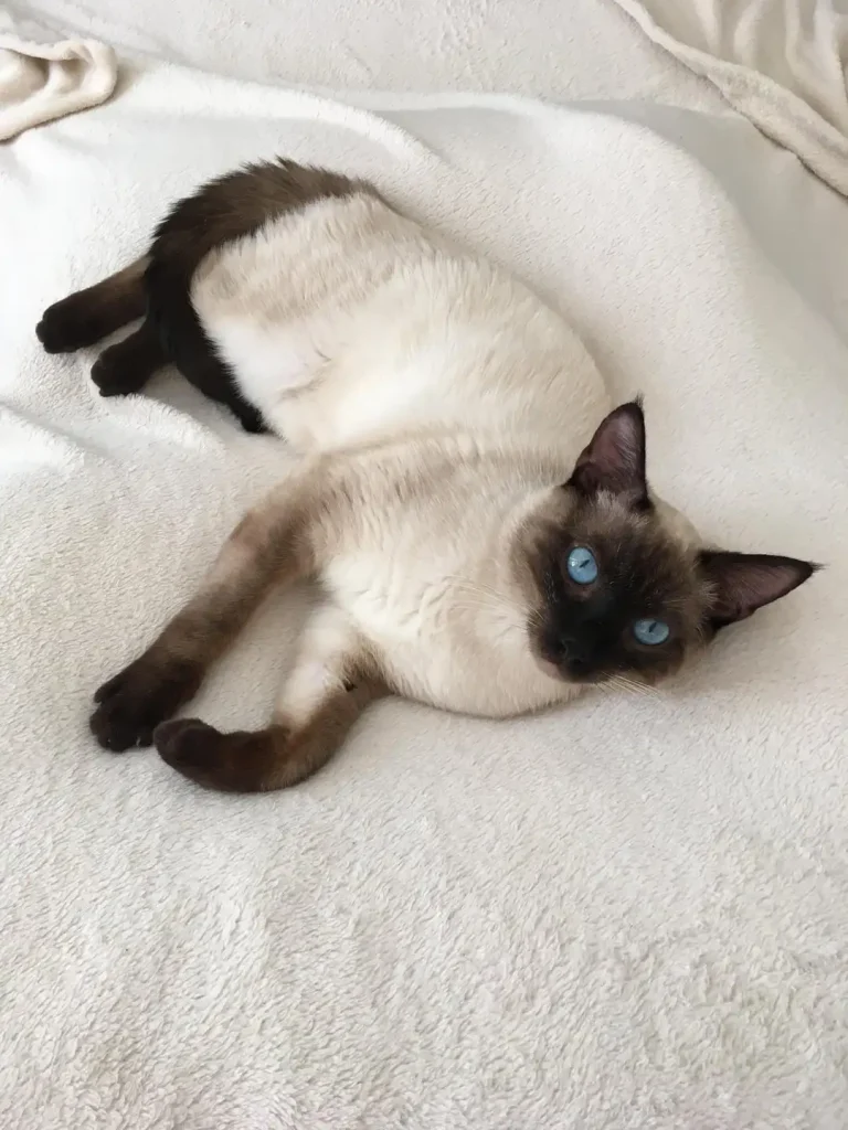 The Cat with Sapphire Eyes, A Tale of Sunlight and Adventure