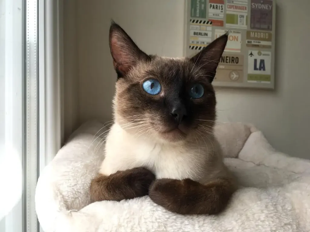 The Cat with Sapphire Eyes, A Tale of Sunlight and Adventure