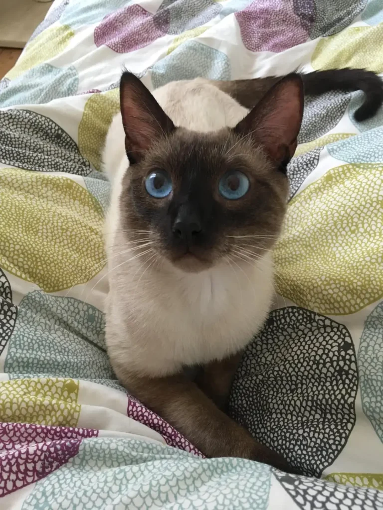 The Cat with Sapphire Eyes, A Tale of Sunlight and Adventure