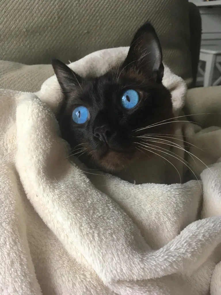 The Cat with Sapphire Eyes, A Tale of Sunlight and Adventure