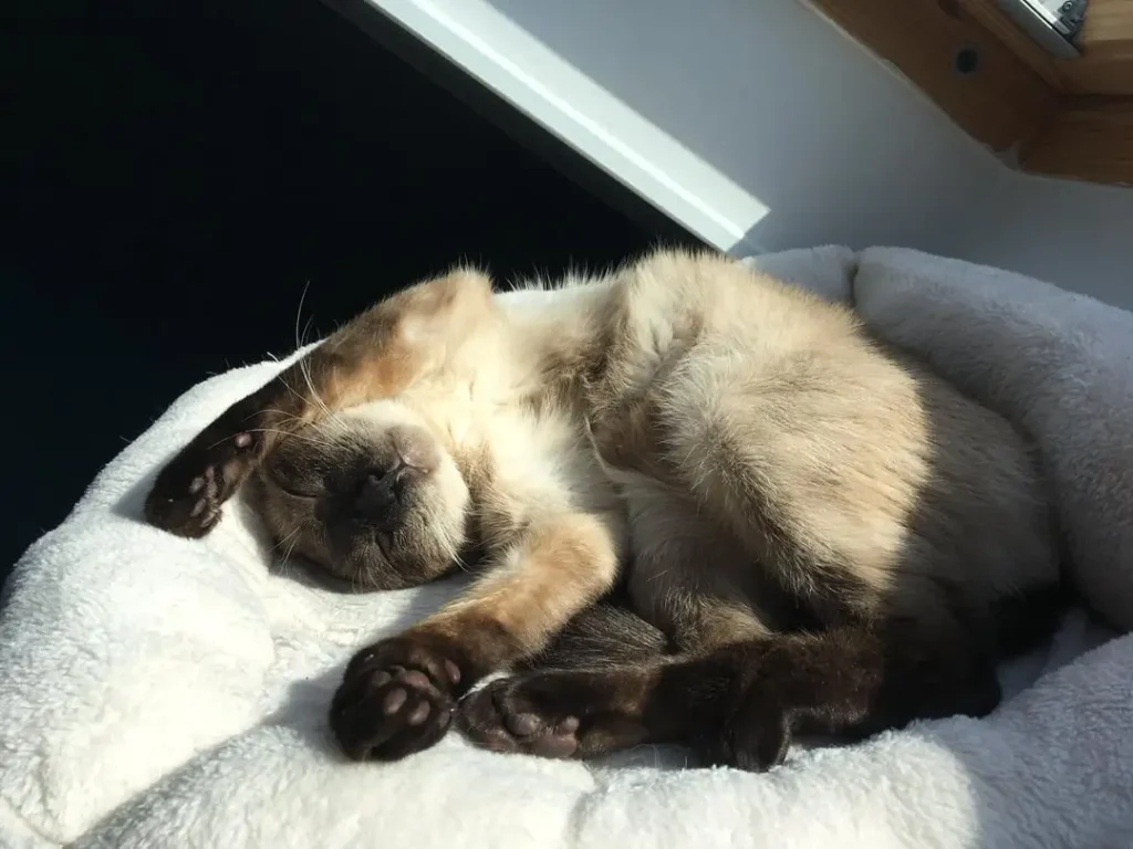 The Cat with Sapphire Eyes, A Tale of Sunlight and Adventure