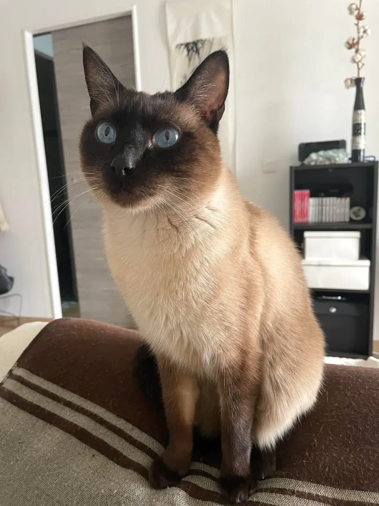 The Cat with Sapphire Eyes, A Tale of Sunlight and Adventure