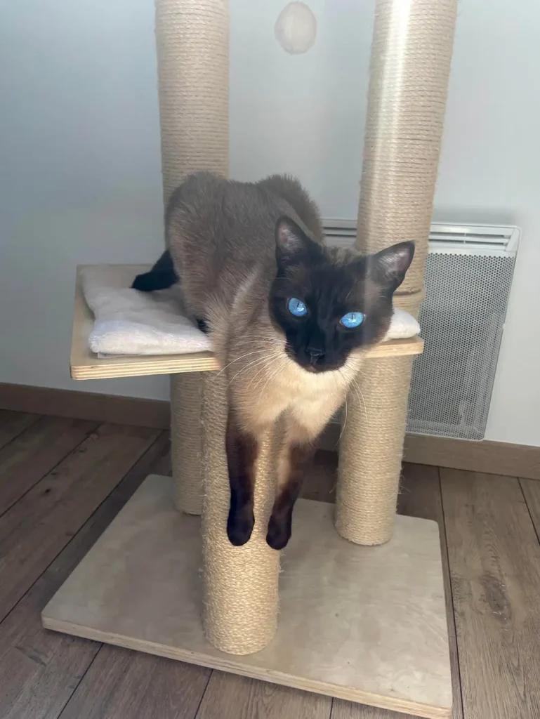 The Cat with Sapphire Eyes, A Tale of Sunlight and Adventure