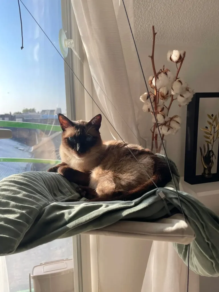 The Cat with Sapphire Eyes, A Tale of Sunlight and Adventure