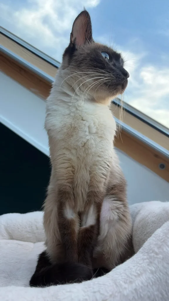 The Cat with Sapphire Eyes, A Tale of Sunlight and Adventure