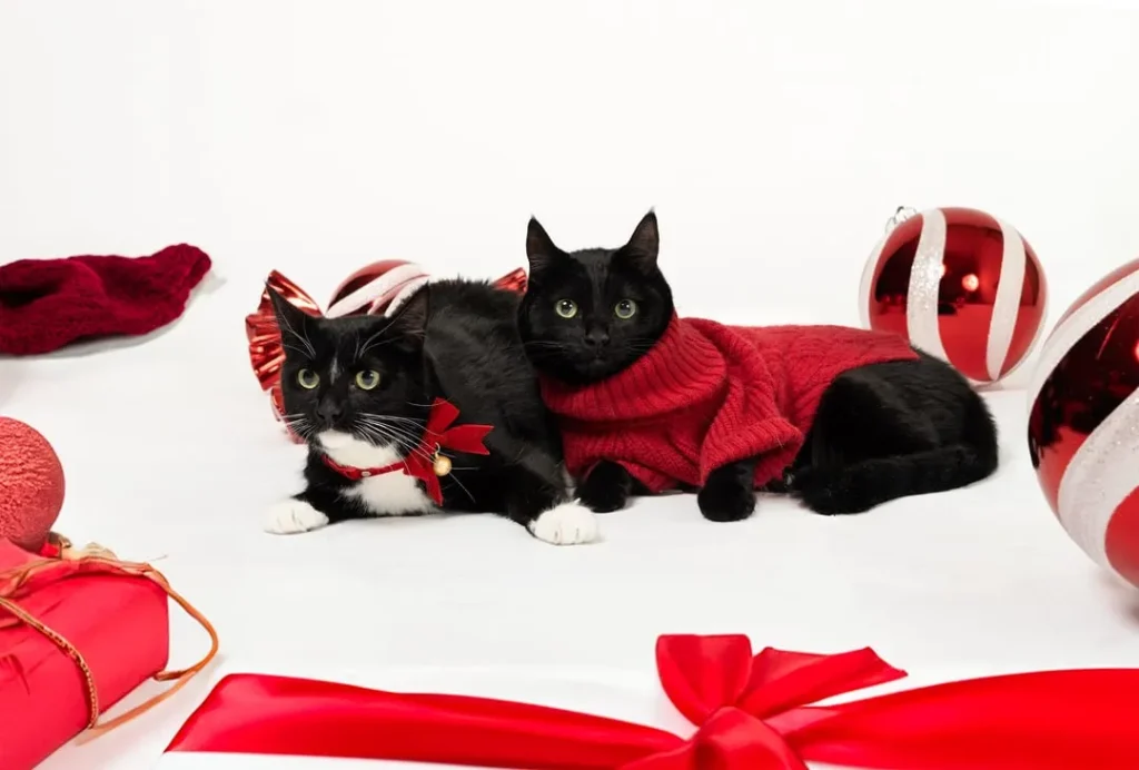 The Chaos and Cuddles of a Christmas Cat Card