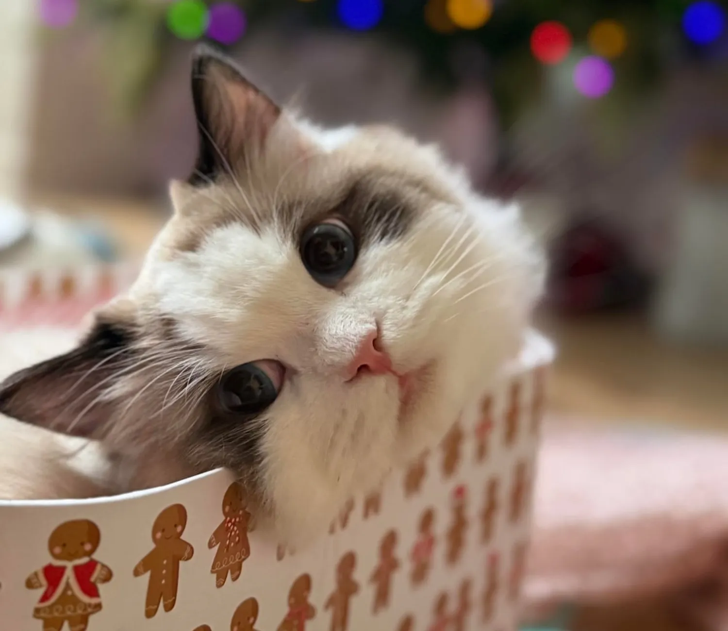 The Christmas Cat and the Gingerbread Throne