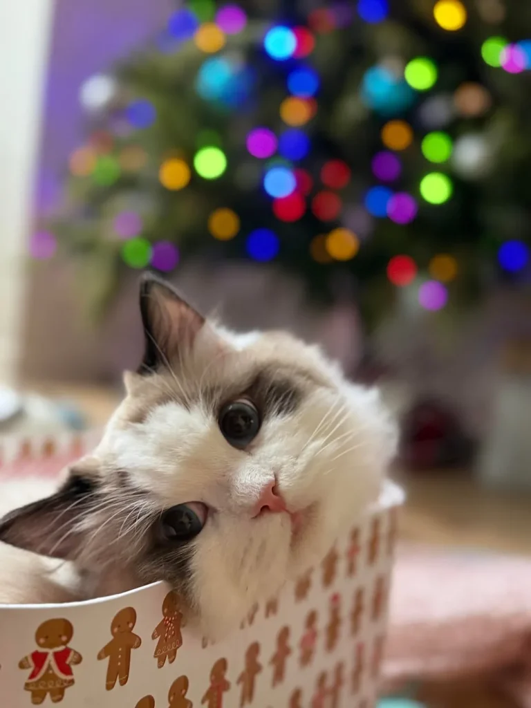 The Christmas Cat and the Gingerbread Throne