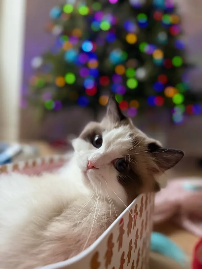 The Christmas Cat and the Gingerbread Throne