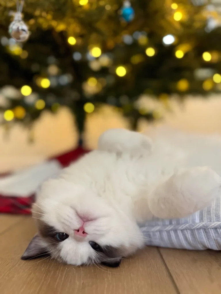 The Christmas Cat and the Gingerbread Throne