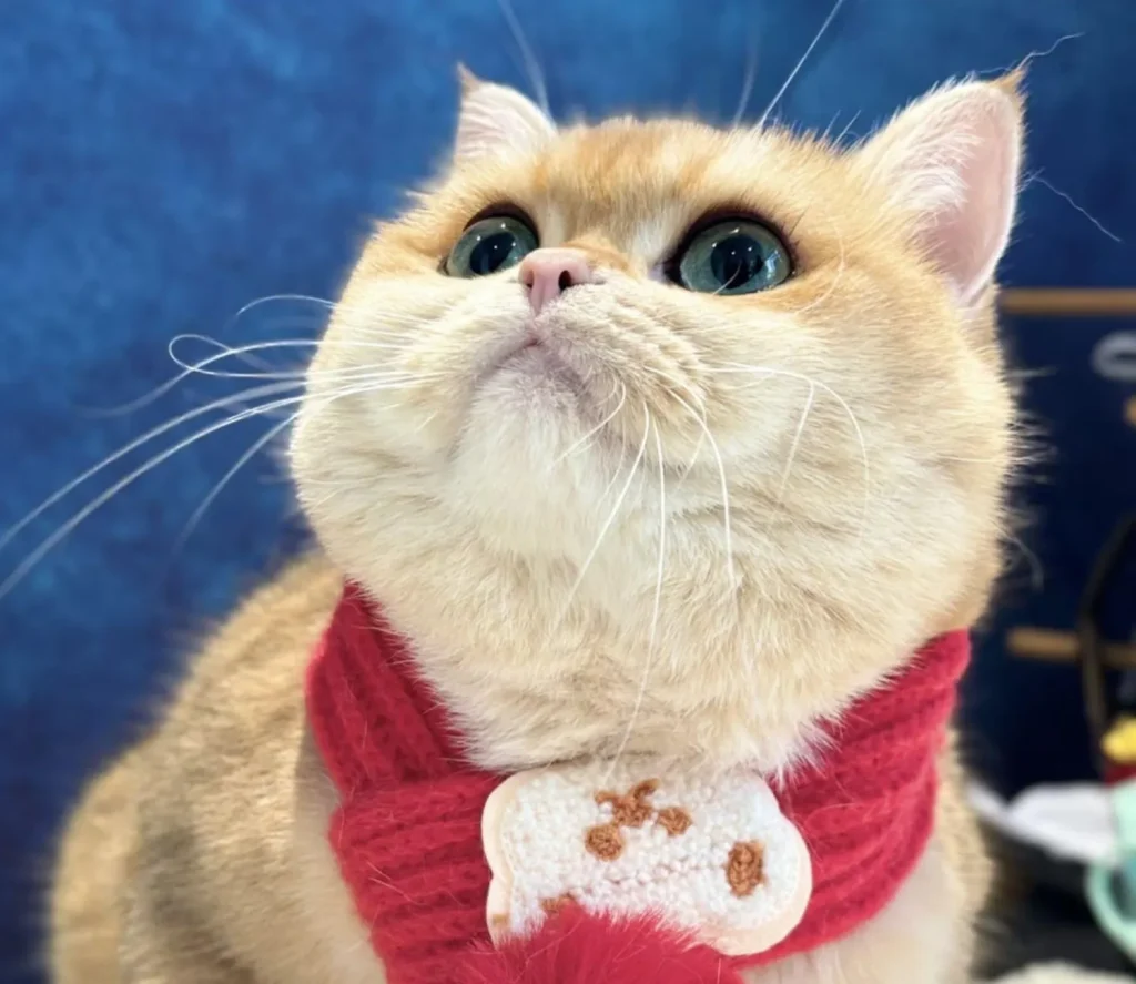 The Chronicles of Barnaby, A Cat’s Spa Day Saga