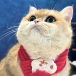 The Chronicles of Barnaby, A Cat’s Spa Day Saga