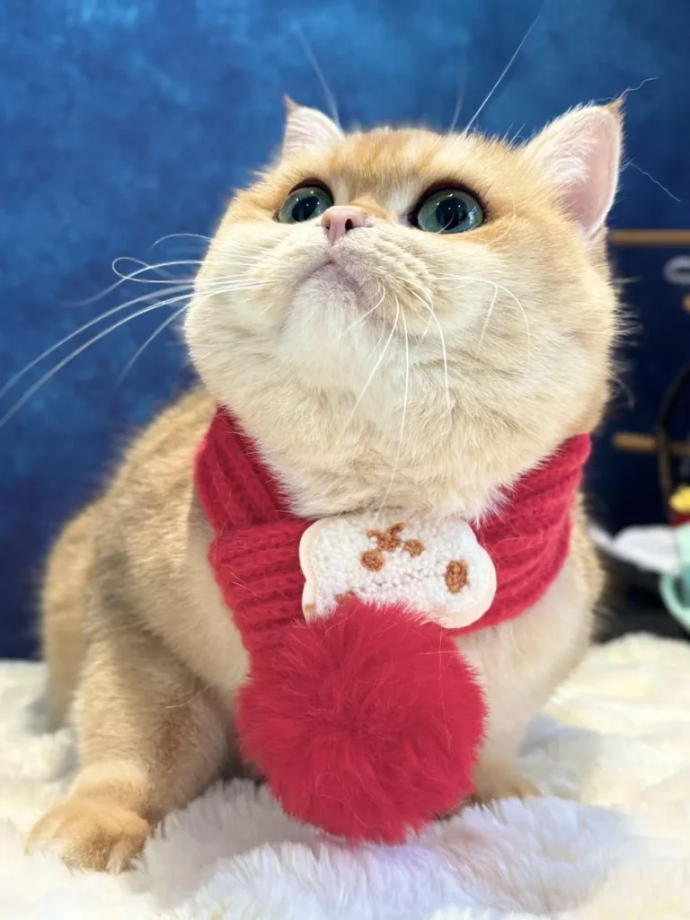 The Chronicles of Barnaby, A Cat’s Spa Day Saga