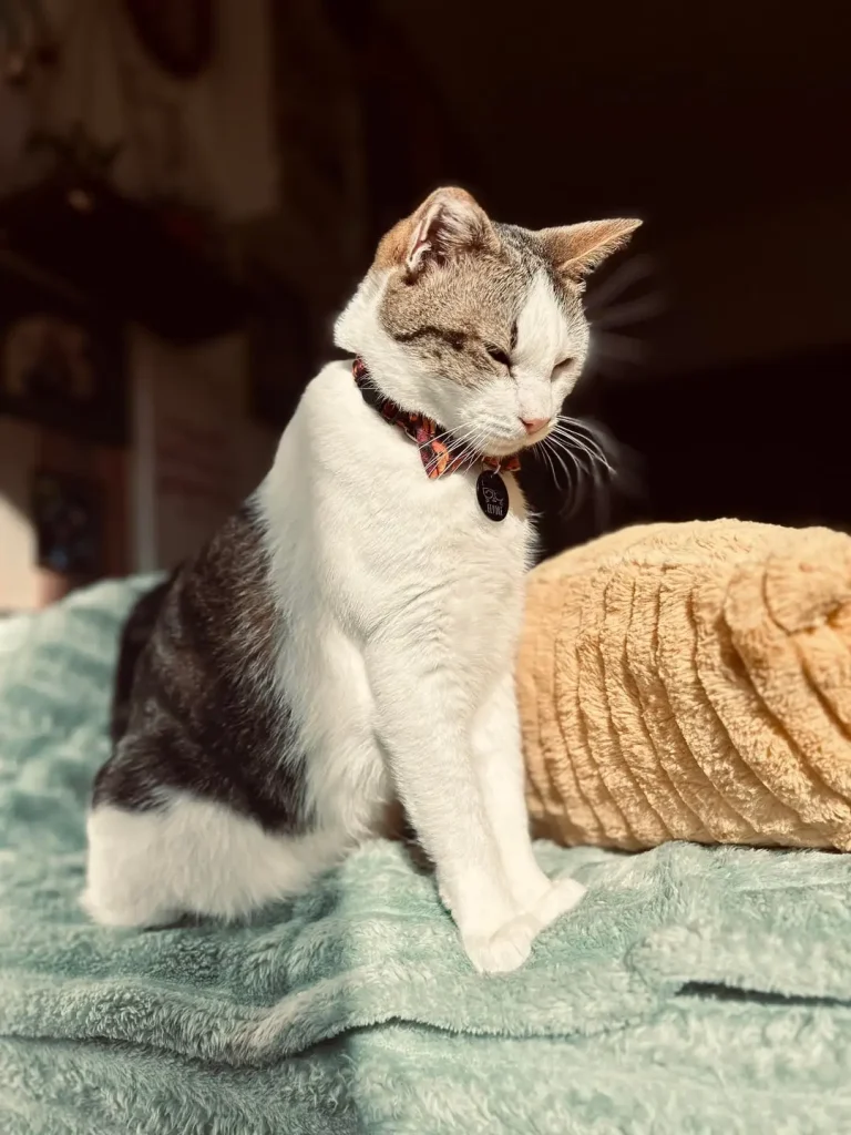 The Chronicles of Eeyore, A Very Fashionable Cat