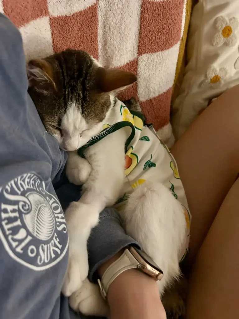 The Chronicles of Eeyore, A Very Fashionable Cat