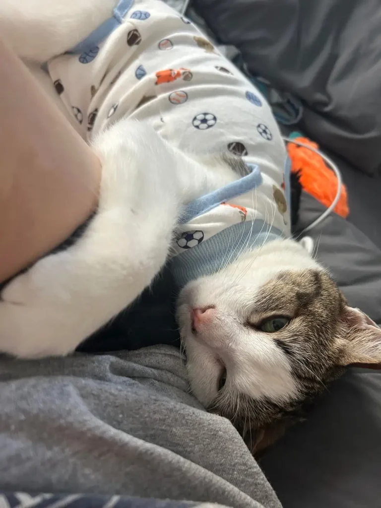 The Chronicles of Eeyore, A Very Fashionable Cat