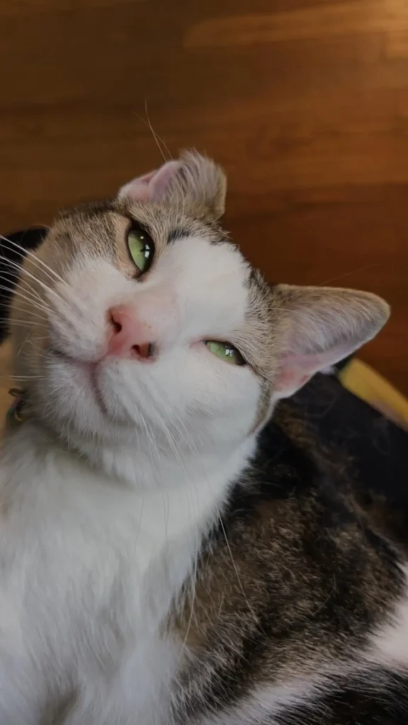 The Chronicles of Eeyore, A Very Fashionable Cat