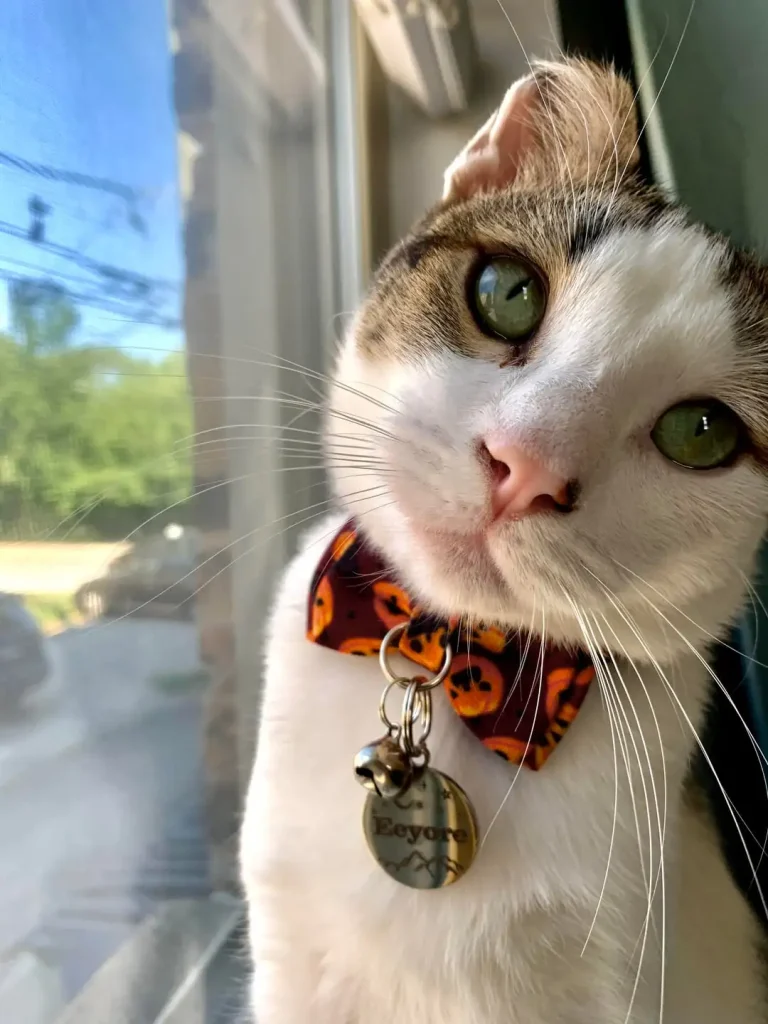 The Chronicles of Eeyore, A Very Fashionable Cat