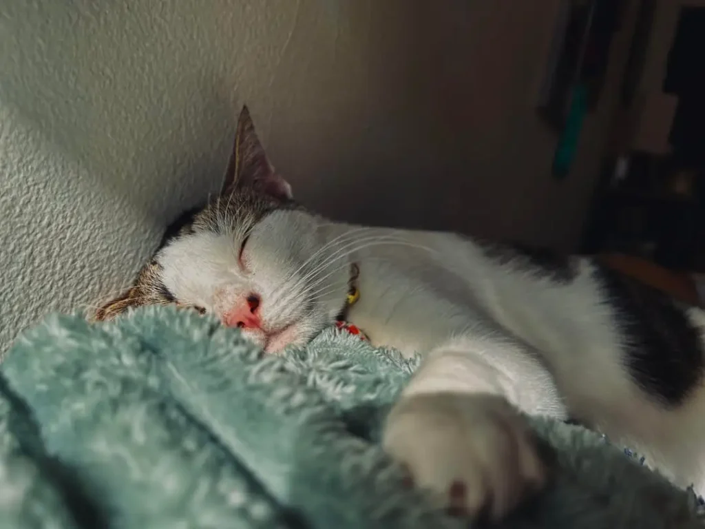 The Chronicles of Eeyore, A Very Fashionable Cat