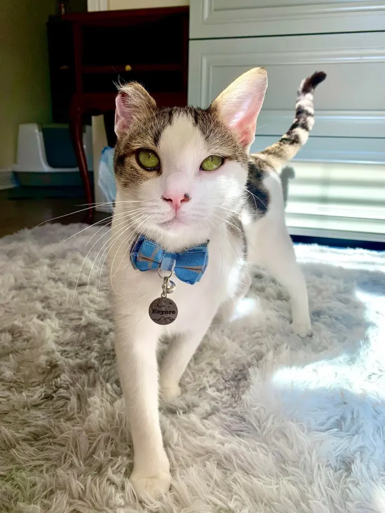 The Chronicles of Eeyore, A Very Fashionable Cat