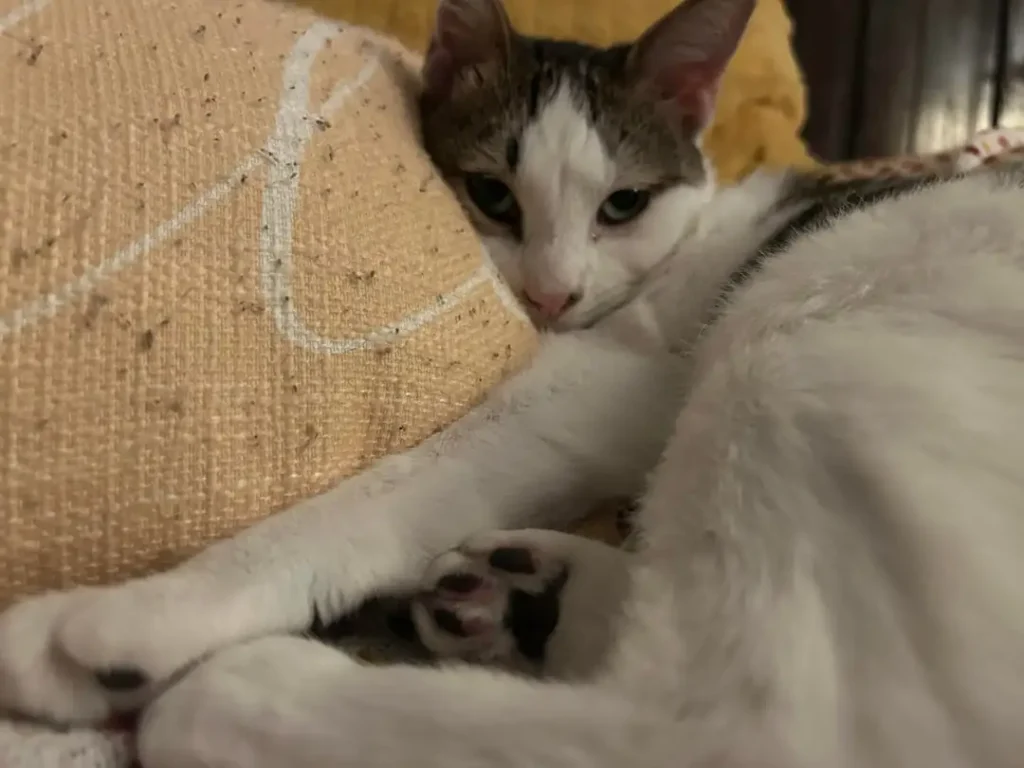 The Chronicles of Eeyore, A Very Fashionable Cat