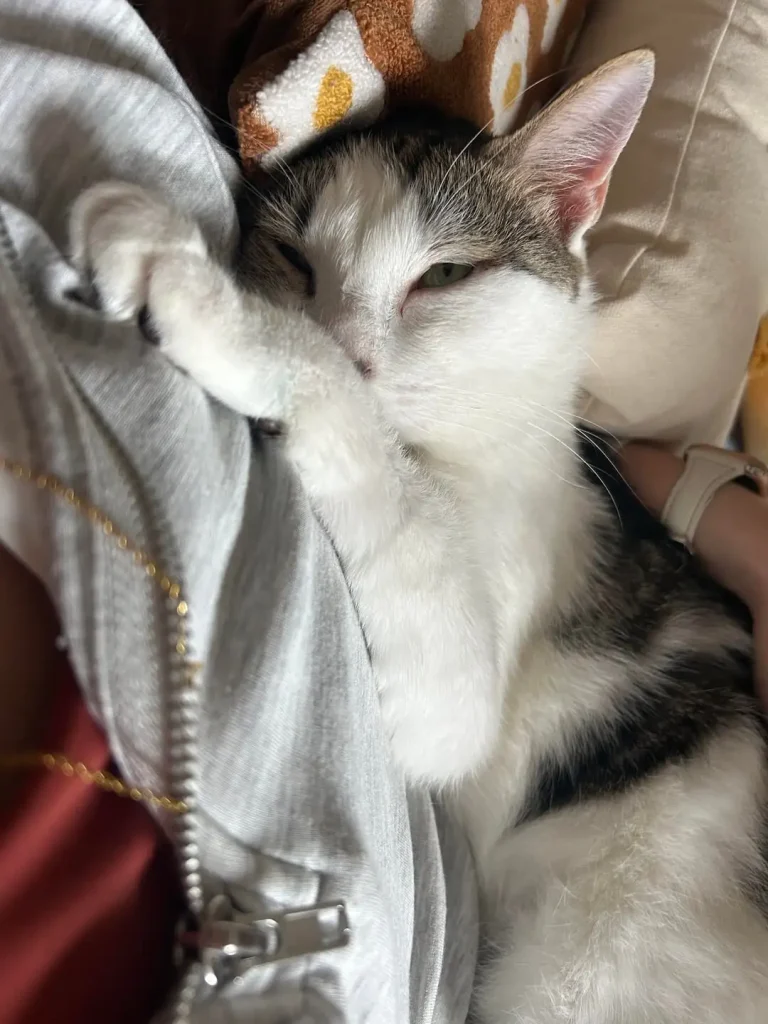 The Chronicles of Eeyore, A Very Fashionable Cat