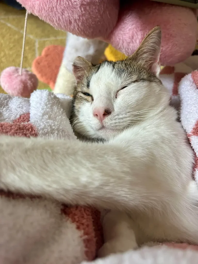 The Chronicles of Eeyore, A Very Fashionable Cat