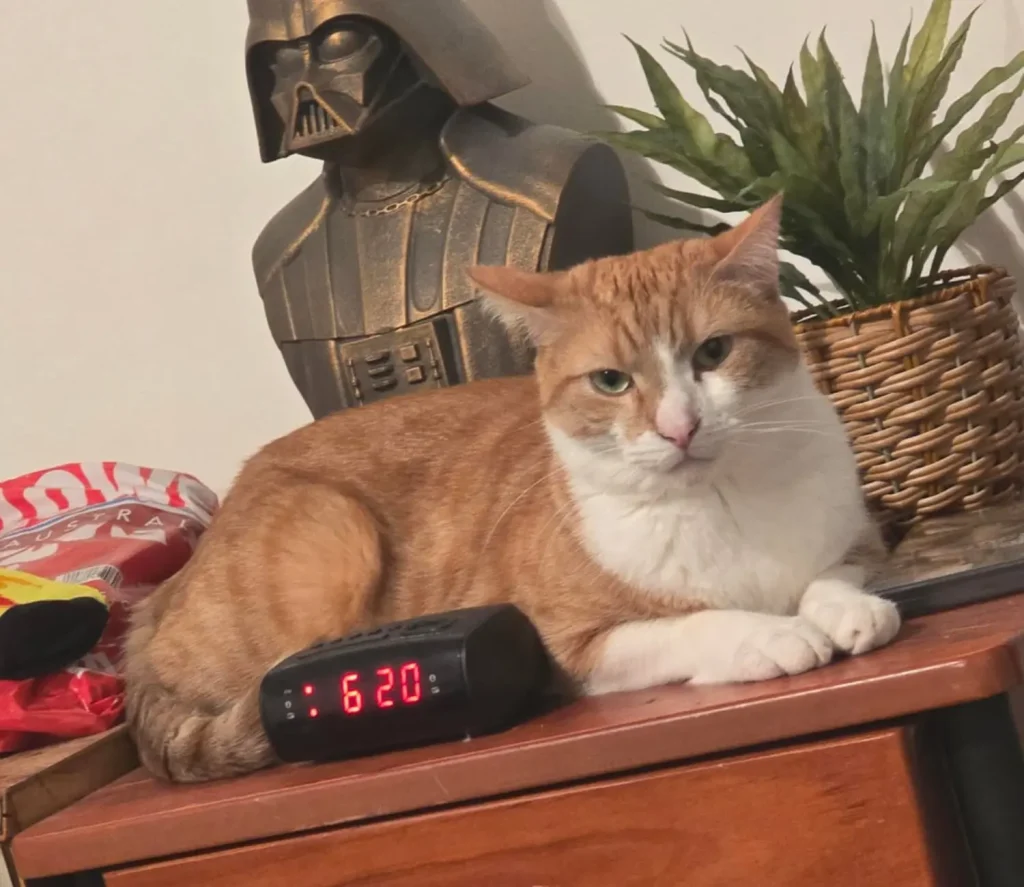 The Chronicles of a Sith Lord Cat