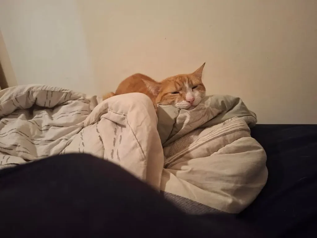 The Chronicles of a Sith Lord Cat