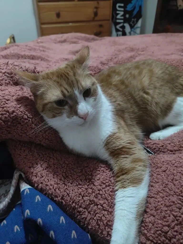 The Chronicles of a Sith Lord Cat